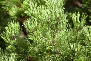 Pinus mugo 'Carsten' ( 'carst. wintergold') 30- 40   C5 - afbeelding 5