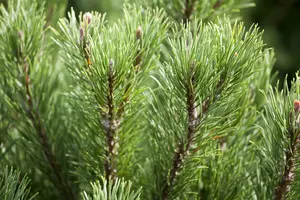 Pinus mugo 'Carsten' ( 'carst. wintergold') 40- 50   C25 - afbeelding 3