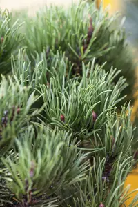 Pinus mugo 'Carsten' ( 'carst. wintergold') STAM/ 40 C18 BOL 35/40 - afbeelding 2