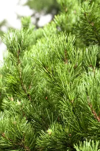 Pinus mugo 'Carsten' ( 'carst. wintergold') STAM/ 40 C18 BOL 40/45 - afbeelding 1