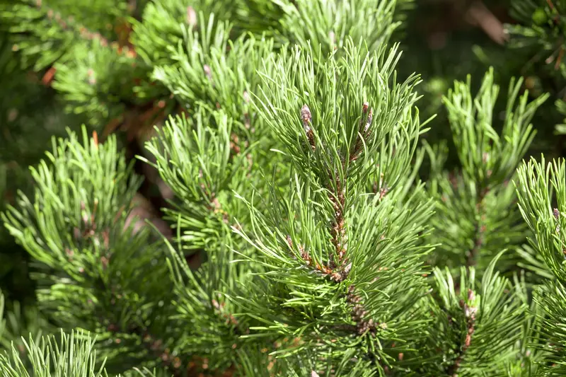 Pinus mugo 'Carsten' ( 'carst. wintergold') STAM/ 40 C18 BOL 40/45 - afbeelding 5