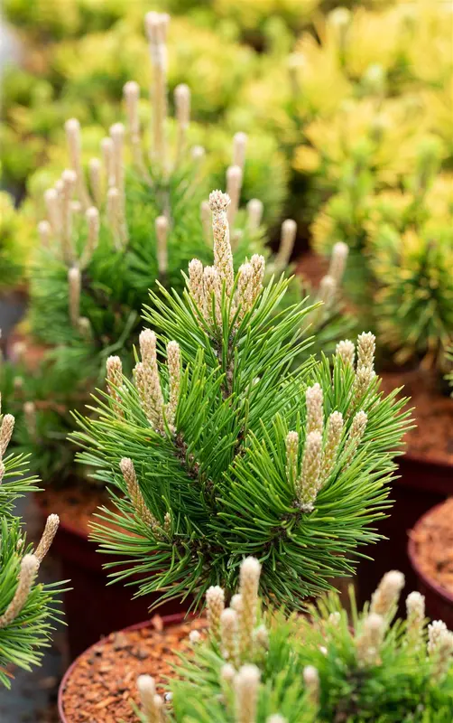 Pinus mugo 'Gnom' 35- 40 C8 - afbeelding 5