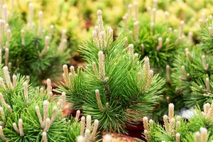 Pinus mugo 'Gnom' 40- 50 KLUIT - afbeelding 3