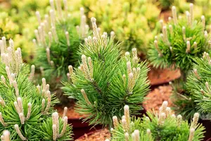 Pinus mugo 'Gnom' 50- 60 KLUIT - afbeelding 4