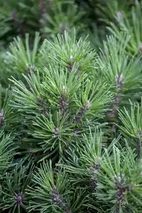 Pinus mugo 'Gnom Findling' 20- 25   C6 - afbeelding 1