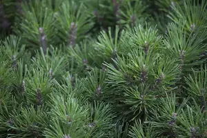 Pinus mugo 'Gnom Findling' 20- 25   C6 - afbeelding 2