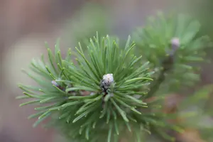 Pinus mugo 'Heideperle' ( Pinus uncinata 'Heidepe 25- 30   C8 - afbeelding 3