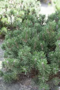 Pinus mugo 'Humpy' 30- 35   C12 - afbeelding 3