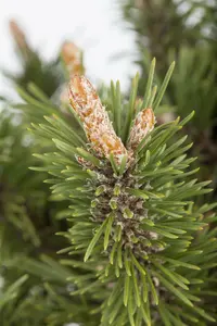 Pinus mugo 'Humpy' 30- 35   C12 - afbeelding 4