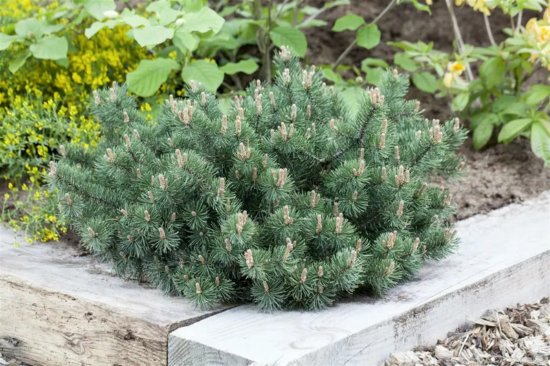 Pinus mugo 'Humpy' 30- 35   C12 - afbeelding 1
