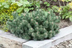 Pinus mugo 'Humpy' 30- 35 C12