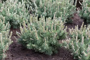 Pinus mugo 'Humpy' 30- 35   C12 - afbeelding 2