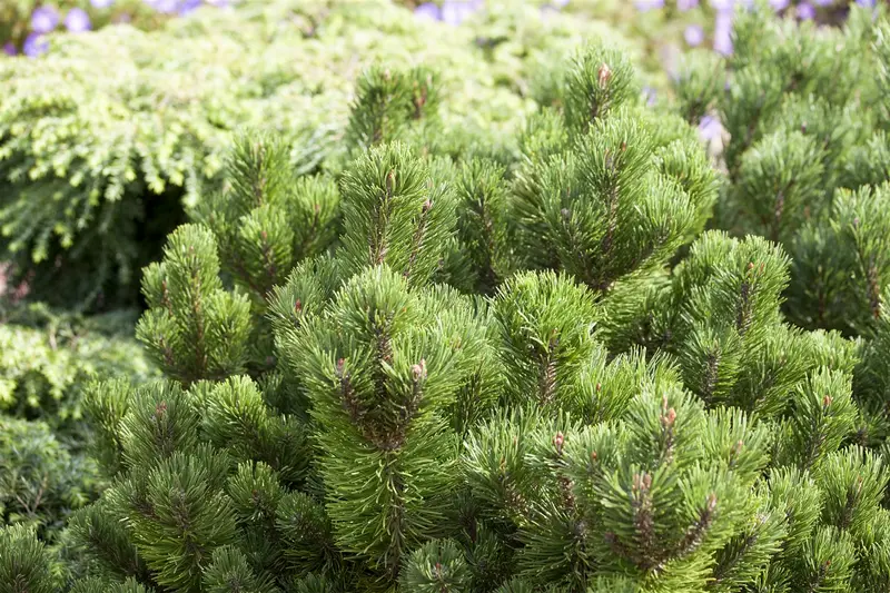 Pinus mugo 'Jakobsen' 25- 30   C8