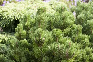 Pinus mugo 'Jakobsen' 25- 30   C8