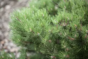 Pinus mugo 'Laurin' 25- 30   C8 - afbeelding 2