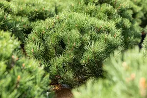 Pinus mugo 'Laurin' 25- 30   C8 - afbeelding 4