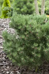Pinus mugo 'Laurin' 40- 50   C18 - afbeelding 3