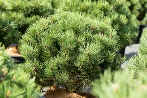Pinus mugo 'Laurin' 40- 50   C18 - afbeelding 5