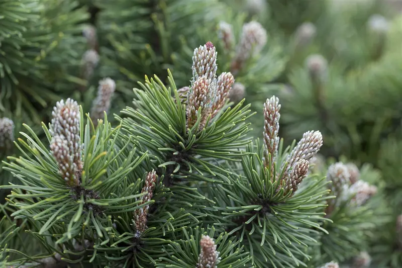 Pinus mugo 'March' 25- 30 C8 - afbeelding 1