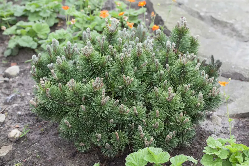 Pinus mugo 'March' 25- 30 C8 - afbeelding 2