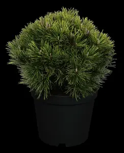 pinus mugo 'mops' (15- 20 C cm) - afbeelding 5