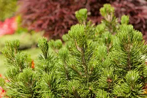 Pinus mugo 'Mops' 20- 25 C6 - afbeelding 2