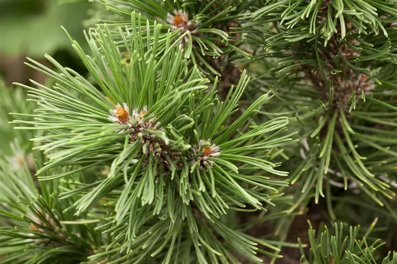 Pinus mugo 'Mops' STAM/ 40 C15 BOL 30/35 - afbeelding 5