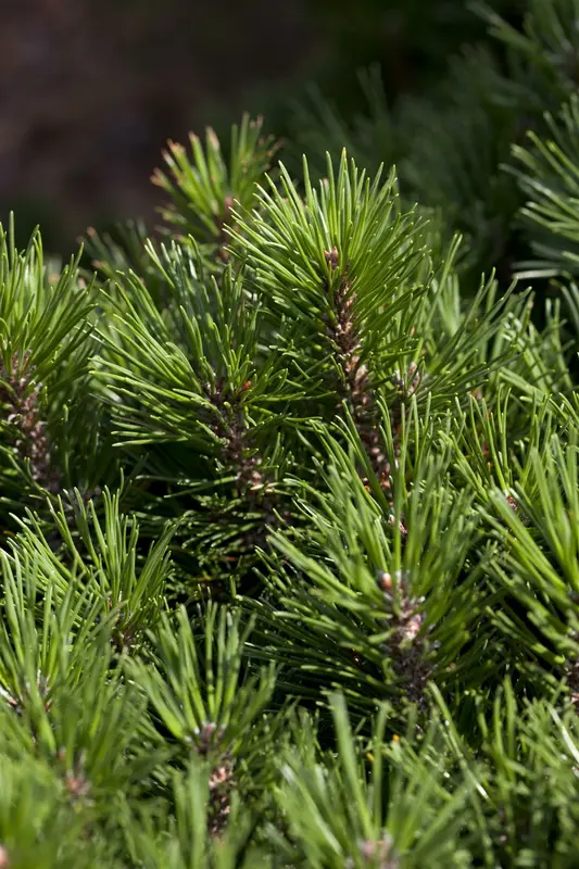 Pinus mugo 'Mugo' ('mughus') 30- 40   KLUIT - afbeelding 4