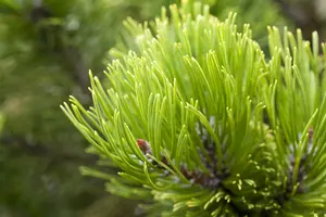 Pinus mugo 'Mugo' ('mughus') 30- 40   KLUIT - afbeelding 1