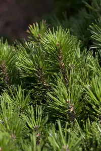 Pinus mugo 'Mugo' ('mughus') 40- 50   KLUIT - afbeelding 4