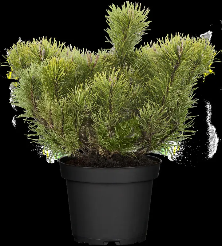 pinus mugo 'mugo' ('mughus') (40- 50cm) - afbeelding 5