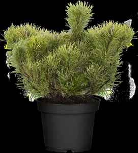 pinus mugo 'mugo' ('mughus') (40- 50cm) - afbeelding 5