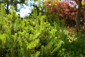pinus mugo 'mugo' ('mughus') (40- 50cm) - afbeelding 2