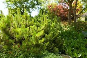 pinus mugo 'mugo' ('mughus') (40- 50cm) - afbeelding 3