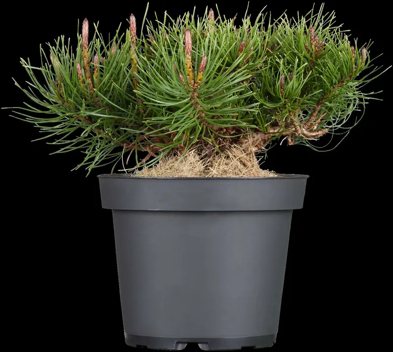 pinus mugo 'mugo' ('mughus') (40- 50cm) - afbeelding 4
