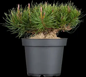 pinus mugo 'mugo' ('mughus') (40- 50cm) - afbeelding 4