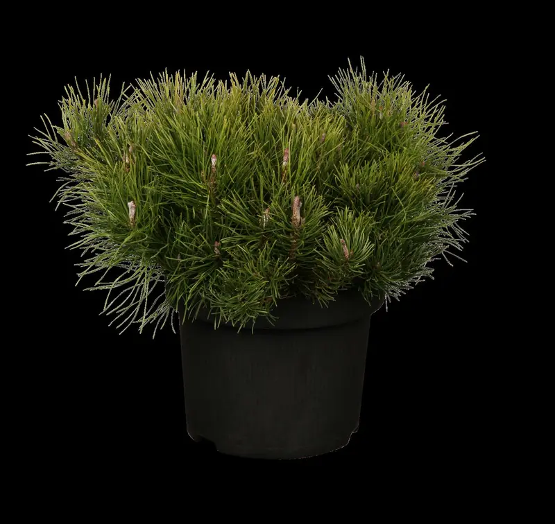 pinus mugo 'mugo' ('mughus') (40- 50cm) - afbeelding 1