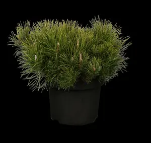 pinus mugo 'mugo' ('mughus') (40- 50cm) - afbeelding 5
