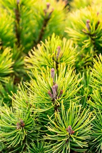 Pinus mugo 'Ophir' 25- 30   C8