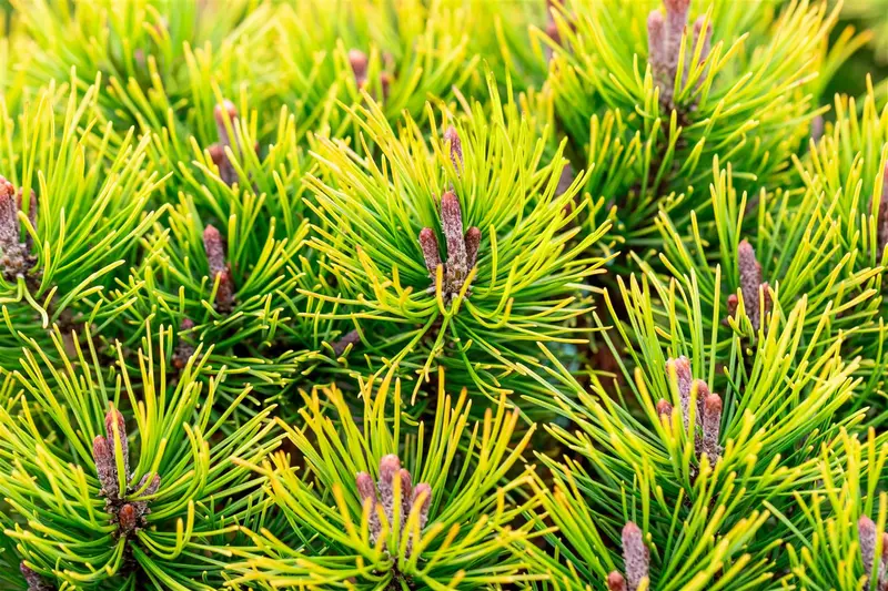 Pinus mugo 'Ophir' 25- 30   C8 - afbeelding 2