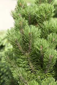 Pinus mugo 'Picobello' 25- 30 C8 - afbeelding 4