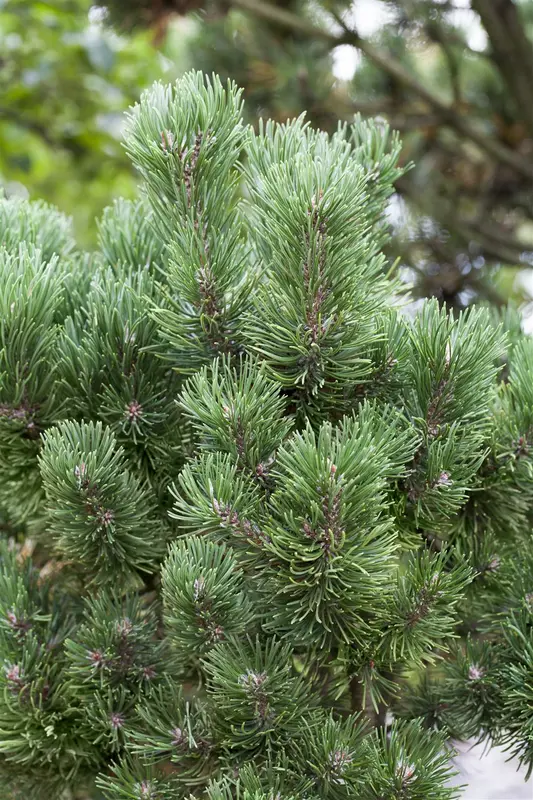 Pinus mugo 'Picobello' 35- 40   C12 - afbeelding 2