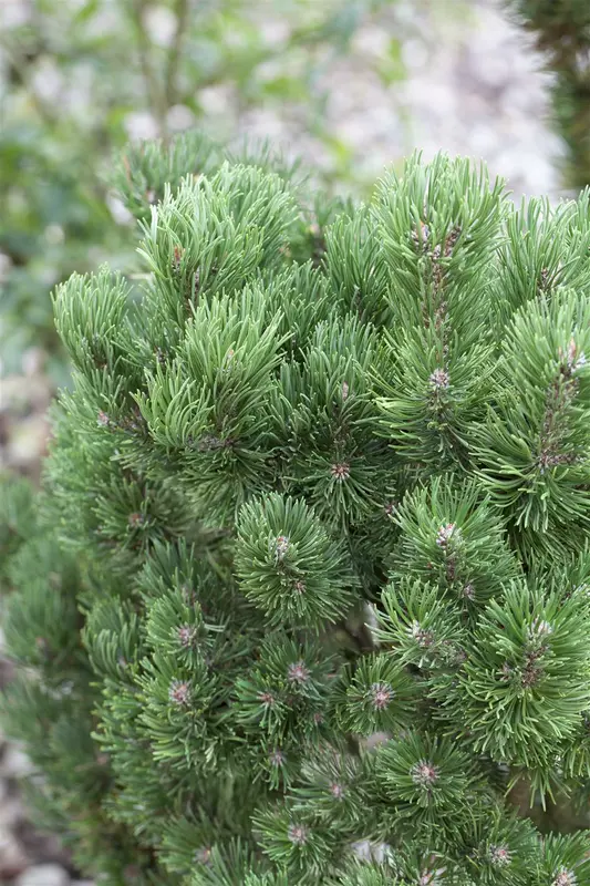 Pinus mugo 'Picobello' 35- 40   C12 - afbeelding 3