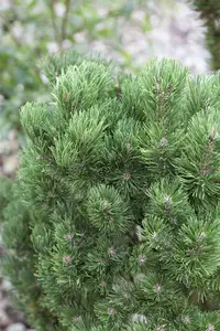 Pinus mugo 'Picobello' 35- 40   C12 - afbeelding 3