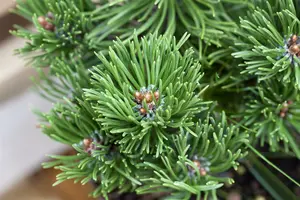 Pinus mugo 'Picobello' 35- 40   C12 - afbeelding 5