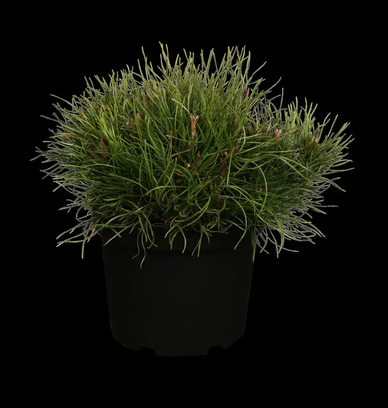 pinus mugo 'pumilio' (20- 30 C cm) - afbeelding 1