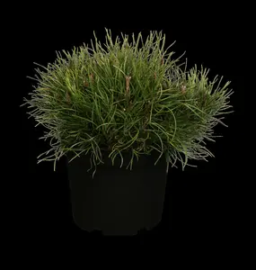pinus mugo 'pumilio' (20- 30 C cm) - afbeelding 1