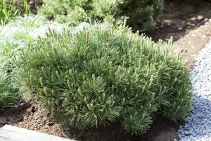 pinus mugo 'pumilio' (20- 30 C cm) - afbeelding 3