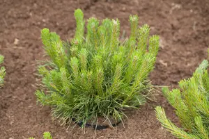 pinus mugo 'pumilio' (20- 30 C cm) - afbeelding 4