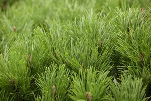 pinus mugo 'pumilio' (20- 30 C cm) - afbeelding 5